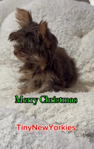Tiny Male Chocolate Yorkie