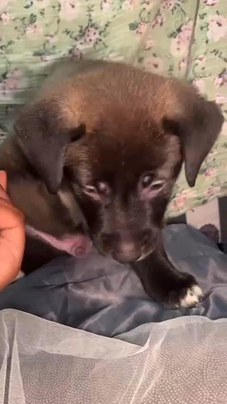 German Shephard