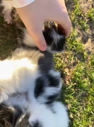 Kittens Wanting A Home!