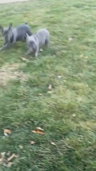 French Bulldogs ♥️