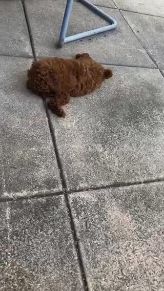 Pure Blood Teddy