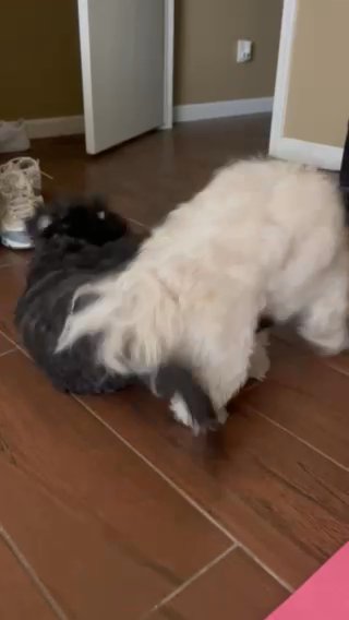 Shih Tzu Puppies