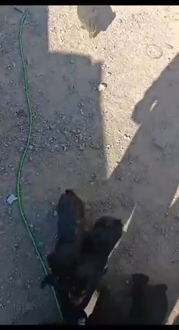 Rottweiler Puppy