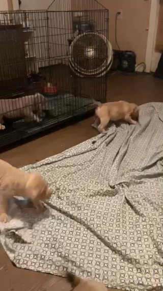 Abkc Registered pups