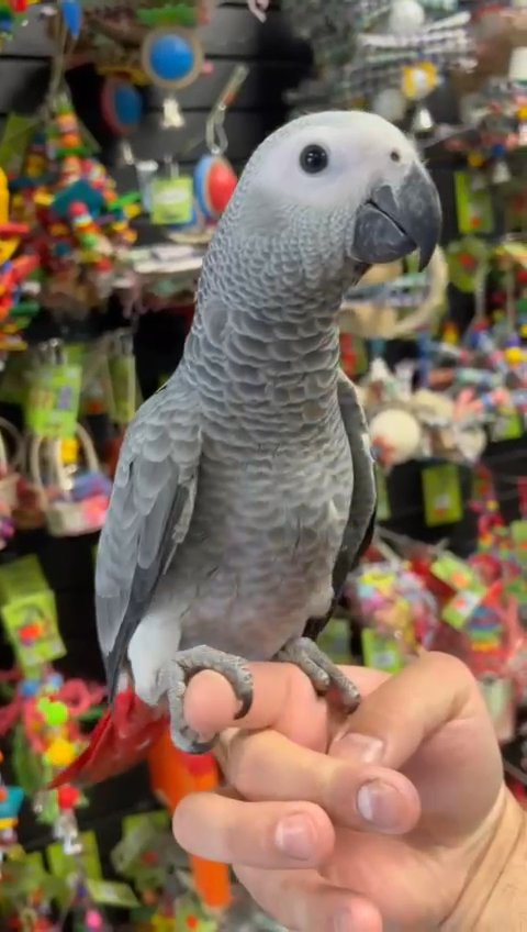 Talking African Grey Parrot