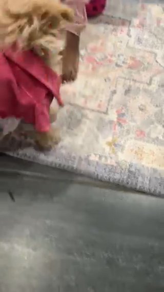 Cavashon Puppy for sale
