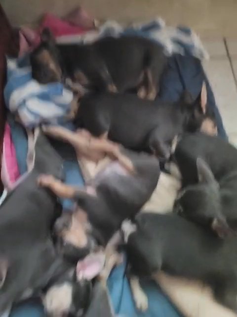Frenchie puppies - as pet