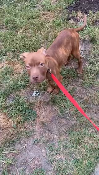 Selling my baby American pitbull