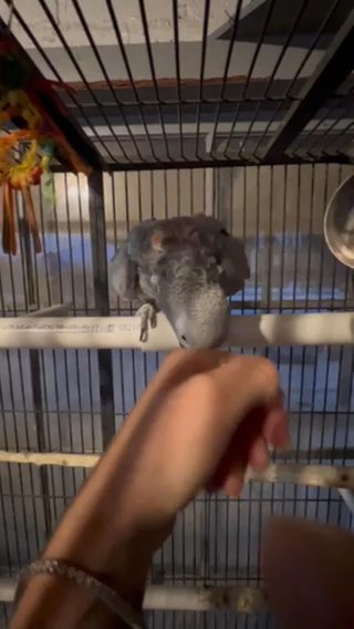 African grey