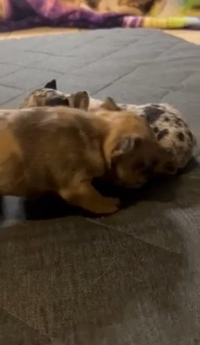 Black:blue Merle