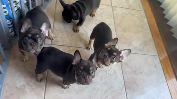 French Bulldogs