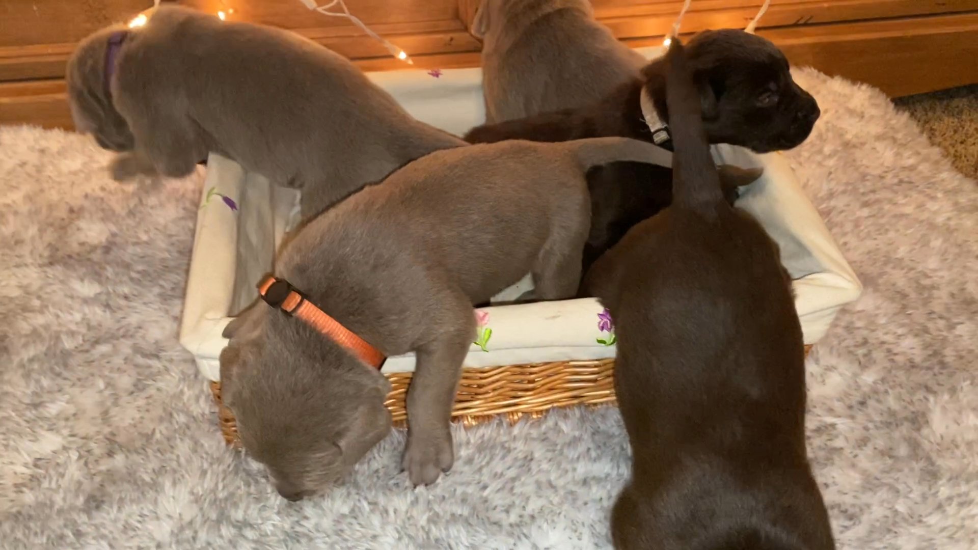 AKC labor retriever