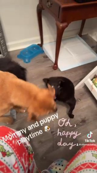 Mom & Puppy Need A Home ASAP