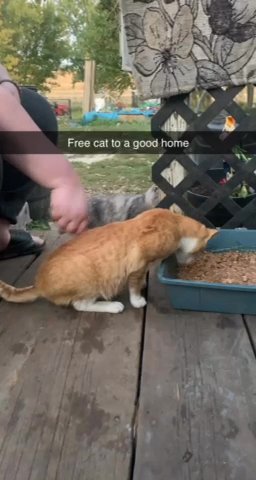 free cat
