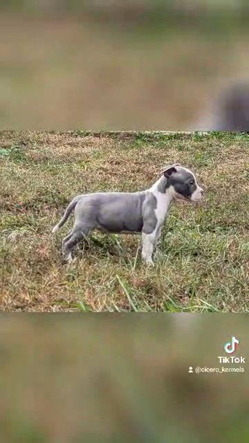 Blue Male American Staffordshire Terrier