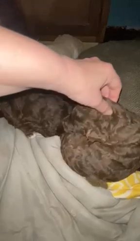 Easter Playful Poodles