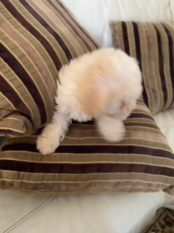 TOY POODLE FEMALE