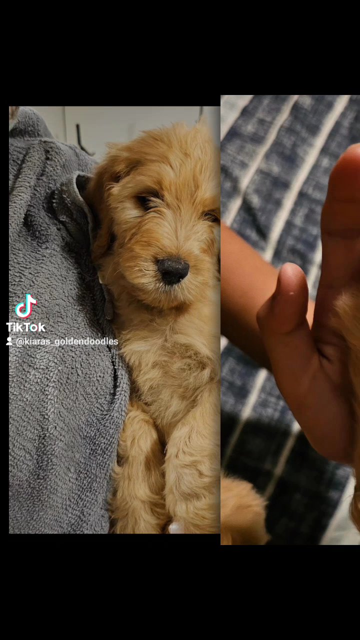 F1 Goldendoodle Puppies