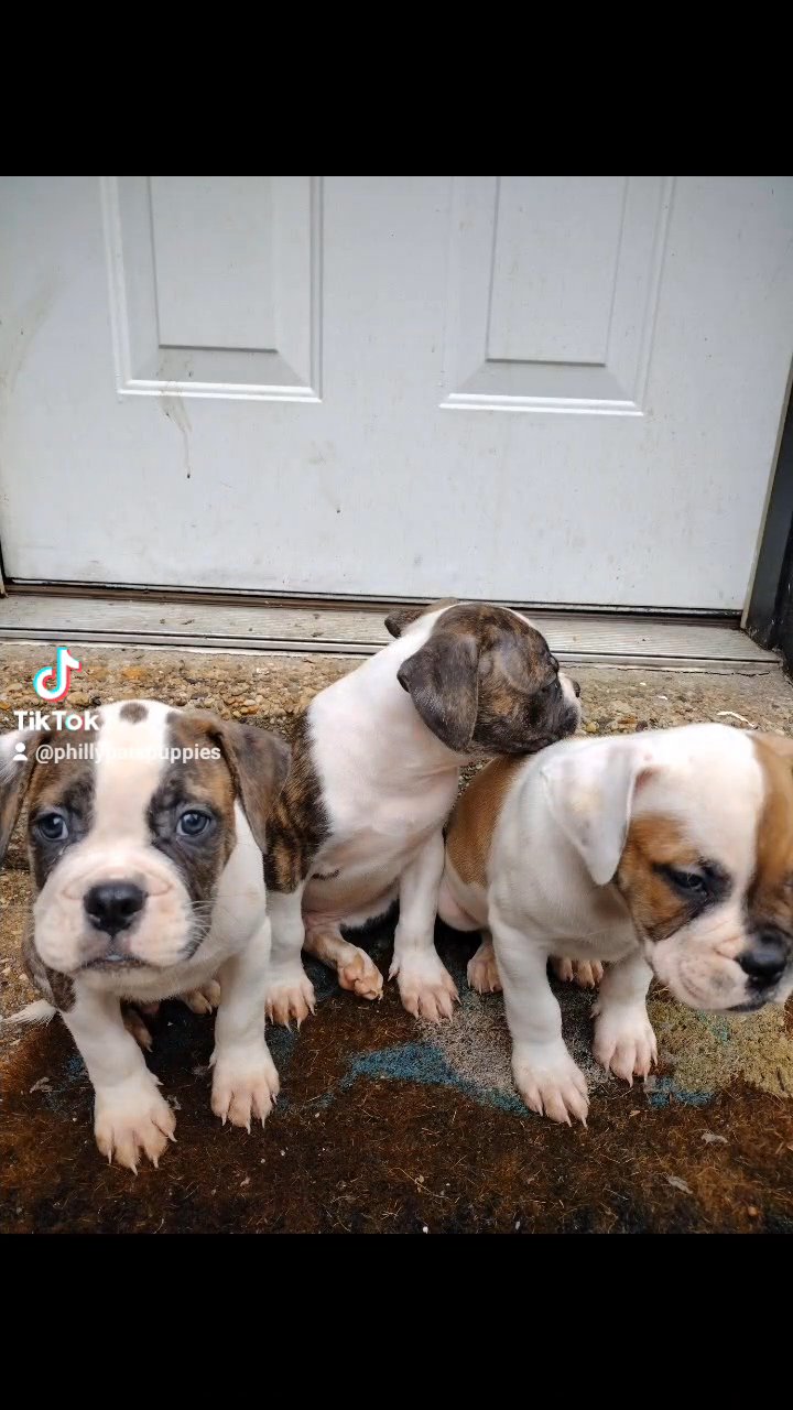 Litter Mates