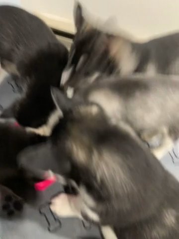 Siberian Husky Puppies