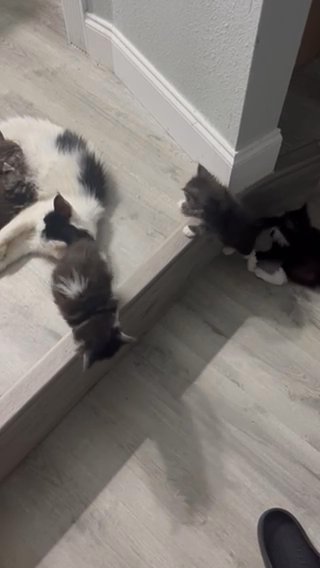 5 Maine Coon