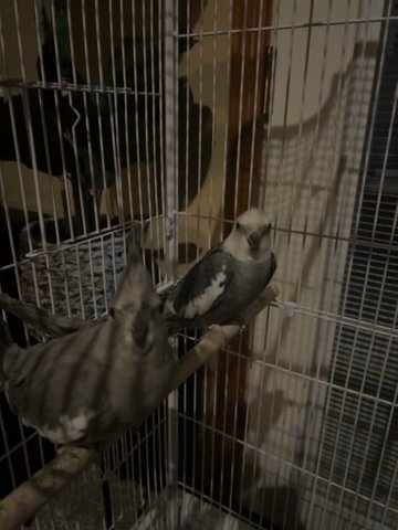 Cockatiel Birds(1M & 1 F)