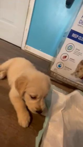 Puppy Golden Retriever