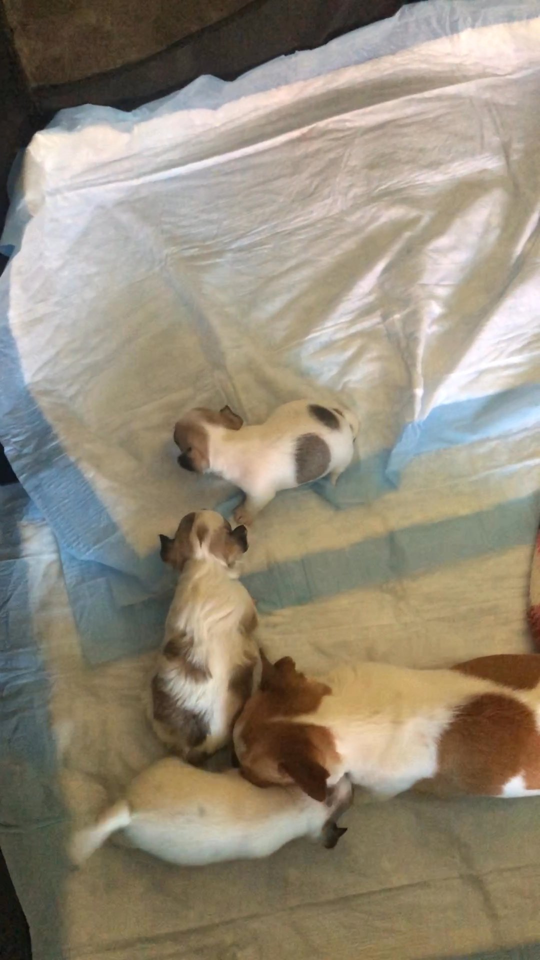 Chihuahua puppy