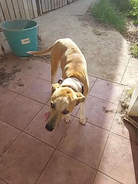 Pit Shepherd