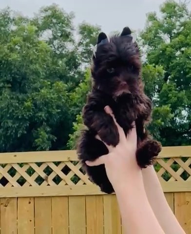 SOLD: Gracie Lu KB Chocolate Yorkie Girl