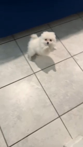 Pomeranian