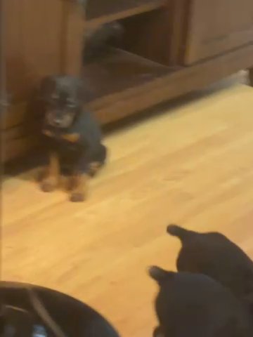 Dobermans