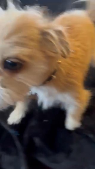 Teddy