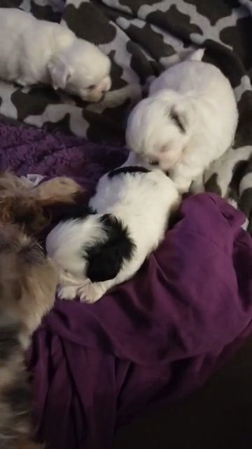 Shih Tzu