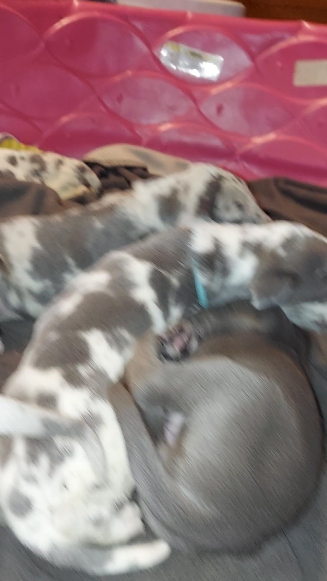 Great Danes