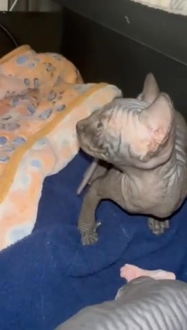 Beautiful sphynx Female