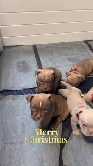 Micro American Bully