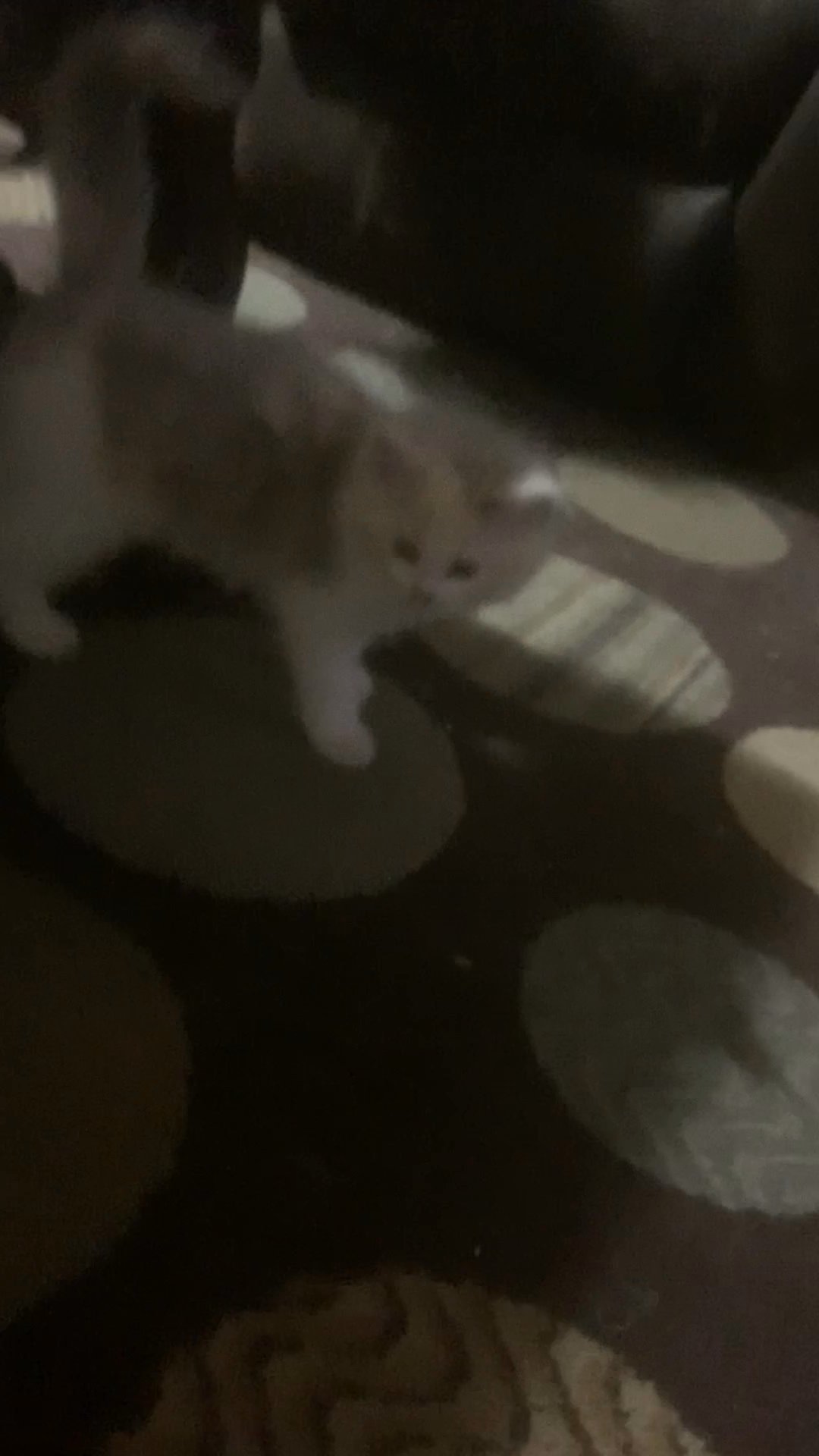 ragdoll mix