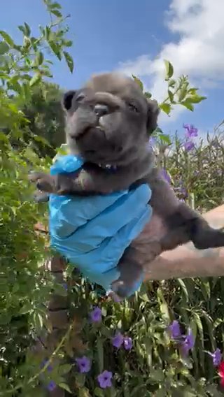 PUPPIES AVAILABLE TO RESERVE Males & females