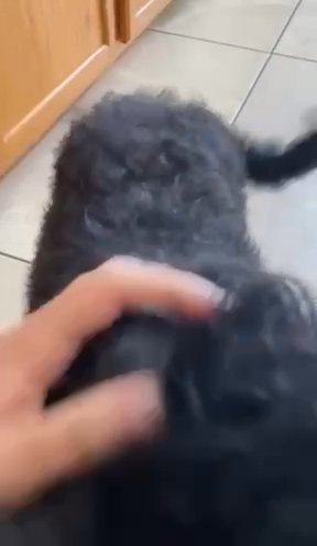 Labradoodle