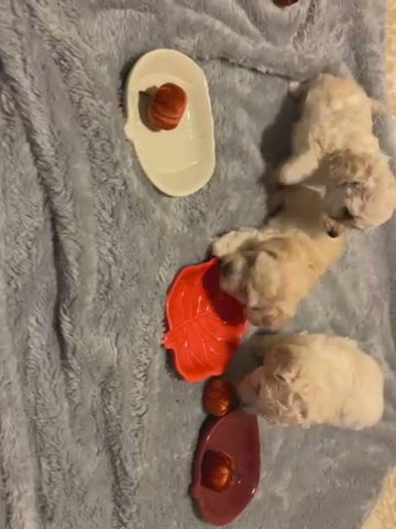 3 Mini Poodles