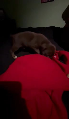 Meet Pecan