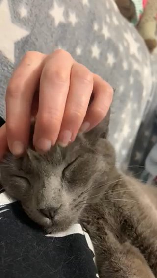 1 year old grey cat for sale