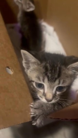 Selling Cats