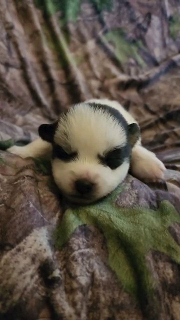 Cosmo is 2 weeks old!
