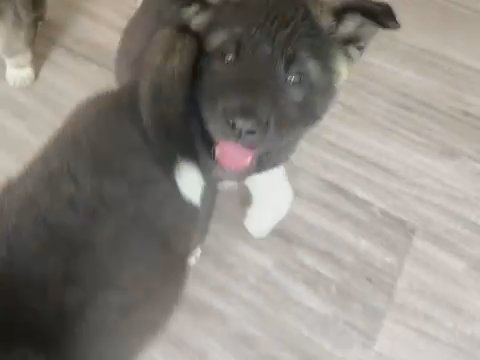 American Akita male Puppies