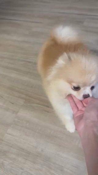 Bubbles Loves To Shake A Paw