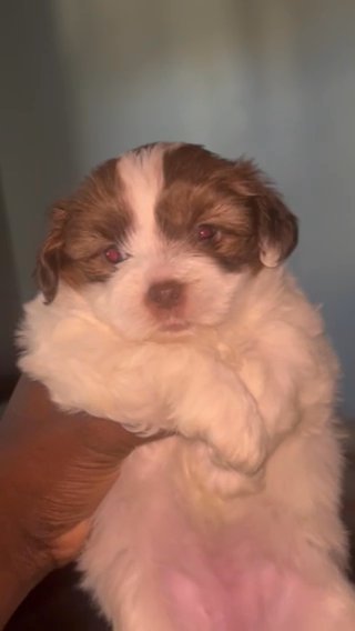 Shih tzu 8 weeks Female