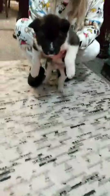 Gismo 8 week old full blooded Akita