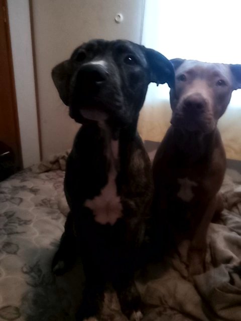 pitbull puppies for sale